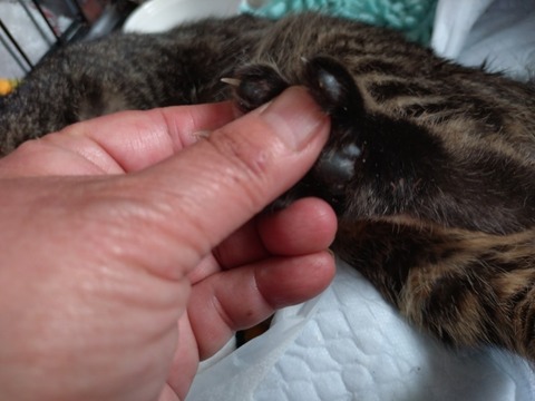 20260212_085352_copy_800x600