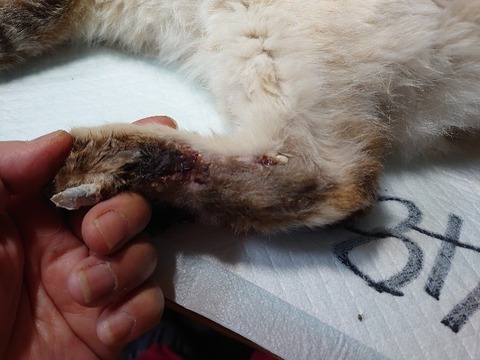 DSC_4241_copy_800x600