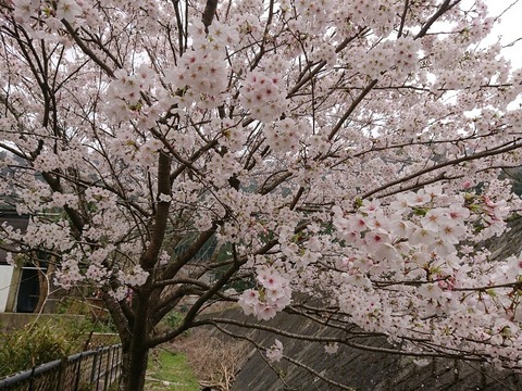 DSC_6374_copy_800x600