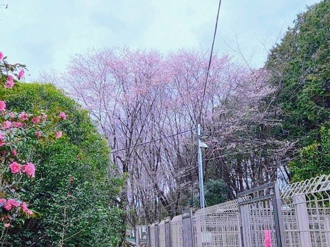 1775016315224~2_copy_800x600~3