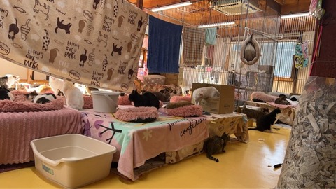 1767666446278_copy_853x480