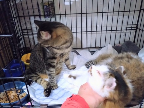 20260128_192036~2_copy_800x600