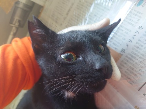 DSC_0597_copy_800x600