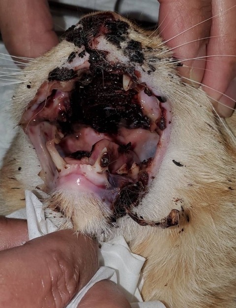 1710320256921_copy_600x782