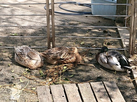 DSC_6232_copy_800x600