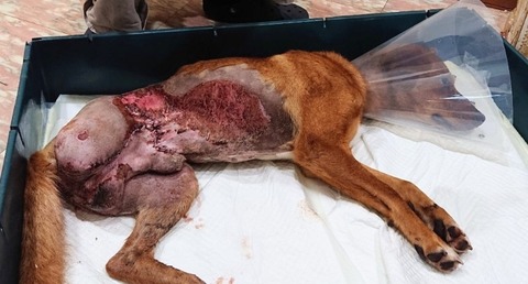 3779_copy_1024x551_copy_800x430