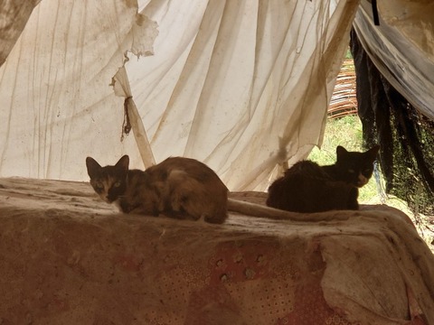 DSC_5984_copy_800x600