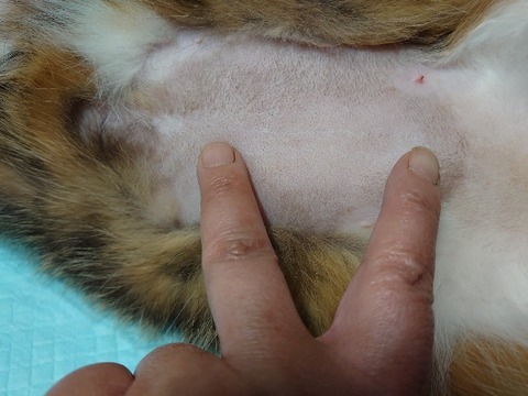 DSC_4218_copy_800x600