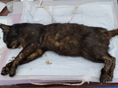 20251207_110604_copy_800x600