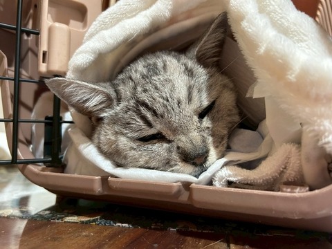 1769505692972_copy_800x600