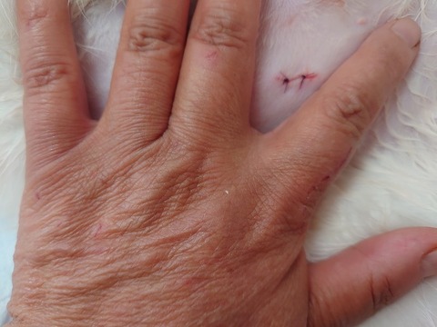 DSC_0850_copy_800x600