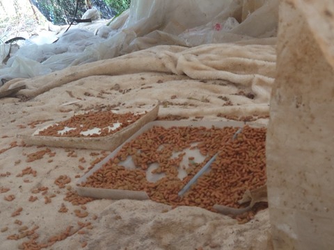 DSC_5985_copy_800x600