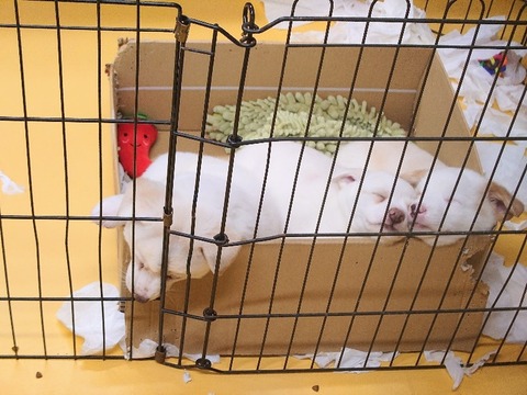 20231225_193401~2_copy_800x600_1