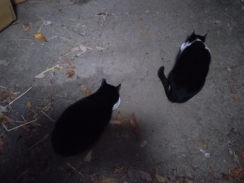 20251122_055846_copy_800x600