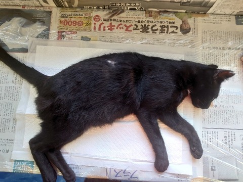 DSC_0596_copy_800x600