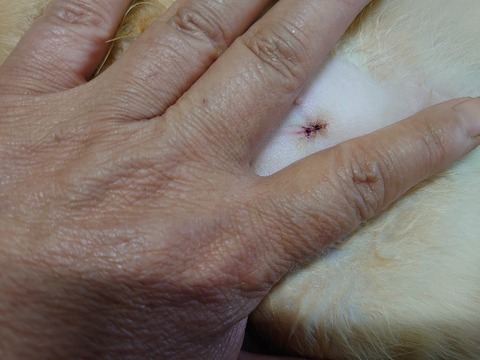 DSC_0583_copy_800x600