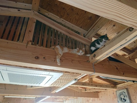 DSC_5805_copy_800x600