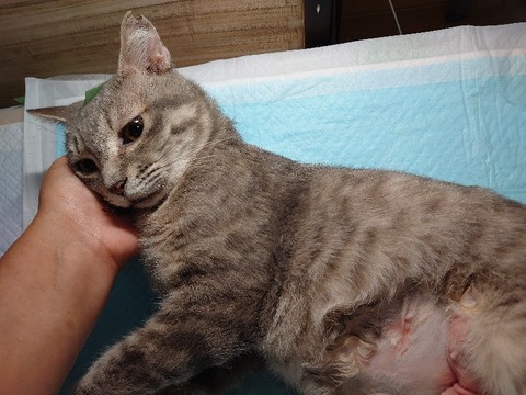 DSC_0233_copy_800x600