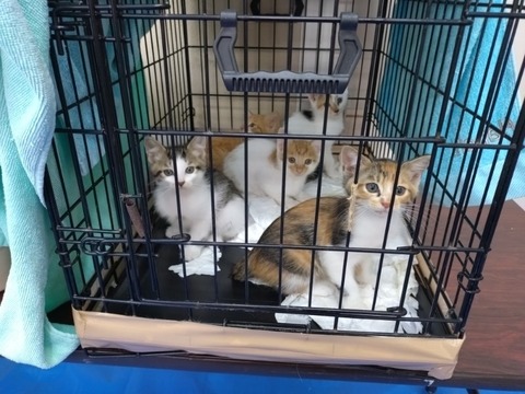 20251126_090452_copy_800x600