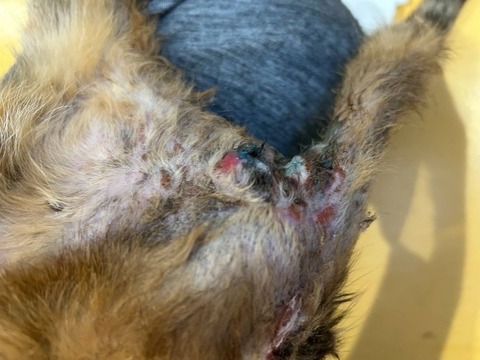 1765259006736_copy_738x554