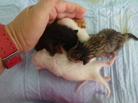 20230405_072307_copy_800x600