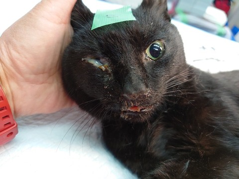 20230405_061836_copy_800x600