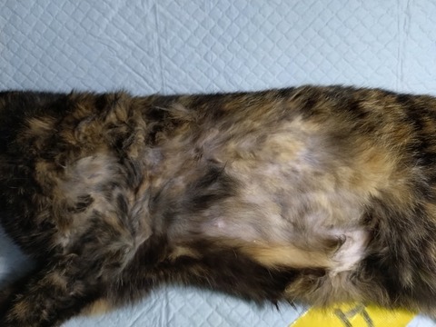 20260312_104331_copy_800x600