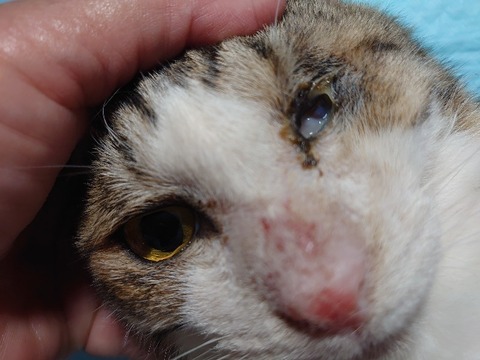 DSC_0227_copy_800x600