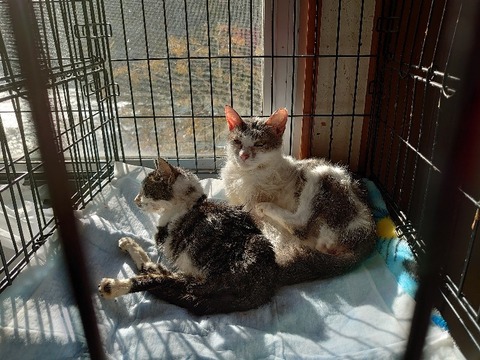 DSC_1545_copy_800x600