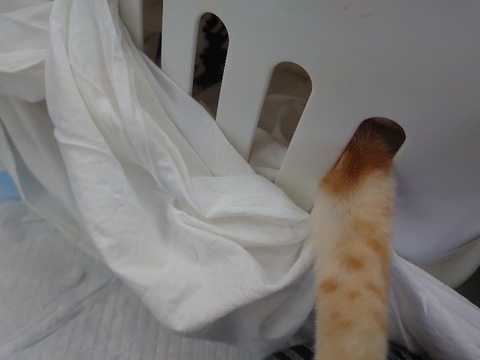 DSC_1663_copy_800x600