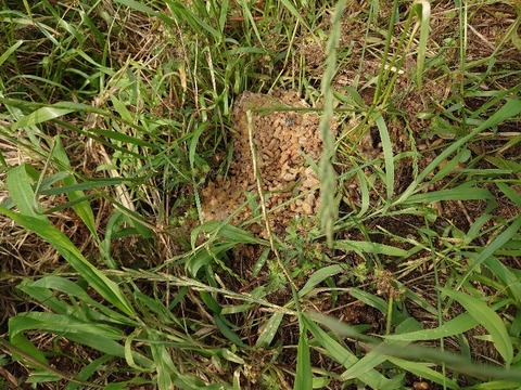 DSC_5996_copy_800x600