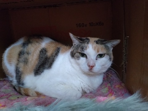 20251219_082806_copy_800x600