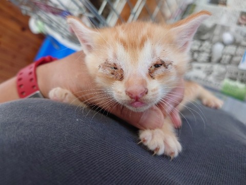 20220728_092259_copy_800x600