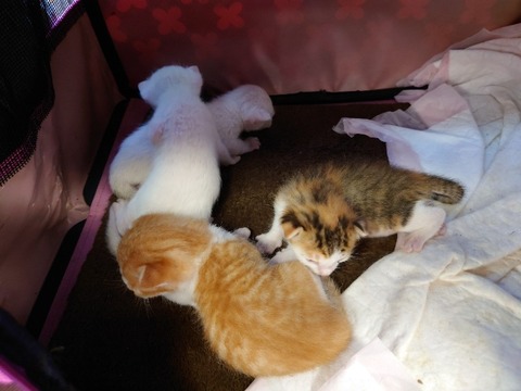 20220726_115719_copy_800x600