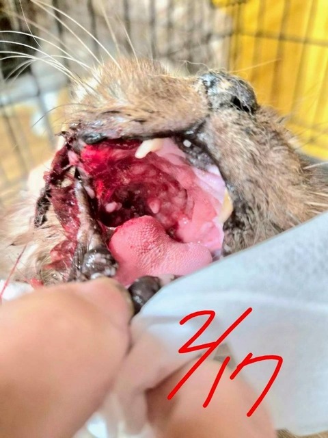 1772280631824_copy_600x800