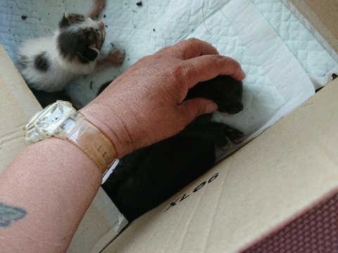 DSC_1502-600x800-600x450