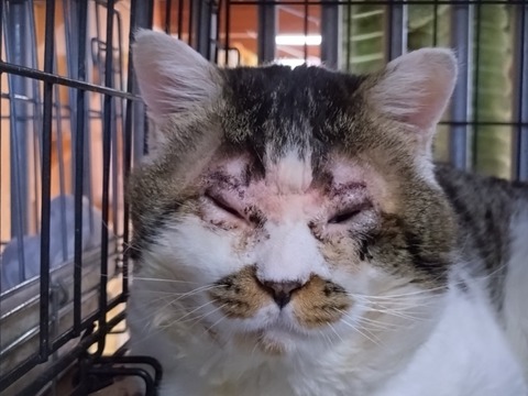 20260212_090749_copy_800x600