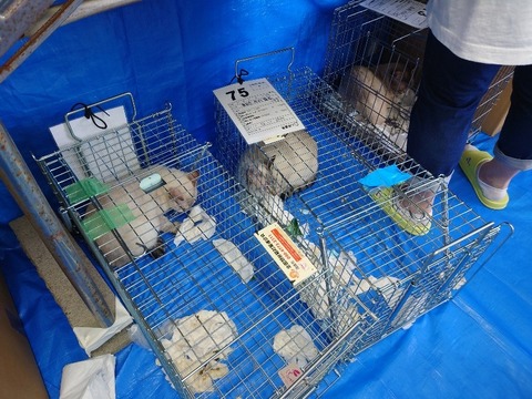 20220722_094138_copy_800x600