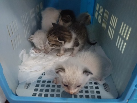 20240521_131317_copy_800x600