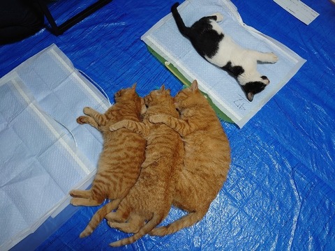 DSC_1040_copy_800x600