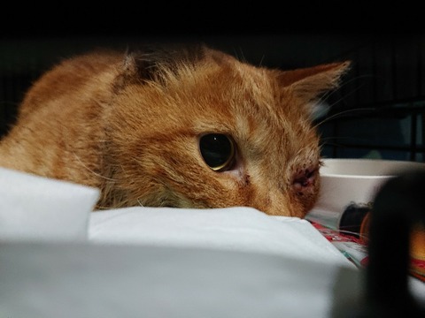 DSC_4171-800x600