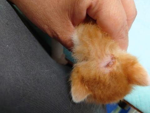 20220725_171552_copy_800x600