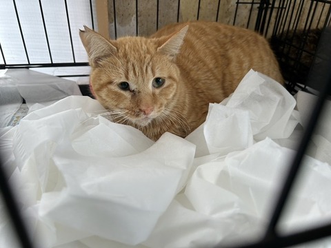 1710320174323_copy_800x600