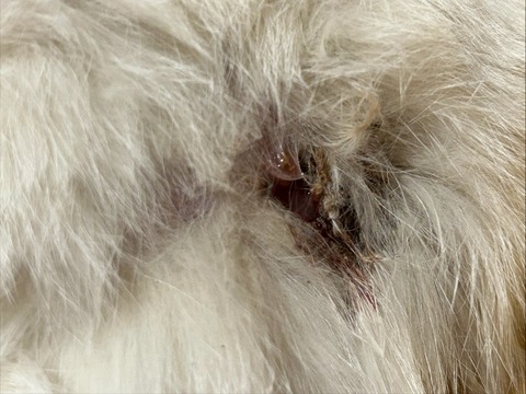 1764989689701_copy_739x554