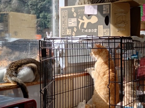 20260223_102059_copy_800x600