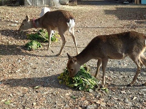 20260206_092106_copy_800x600