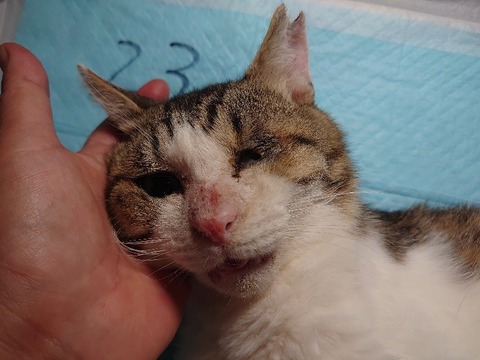 DSC_0226_copy_800x600