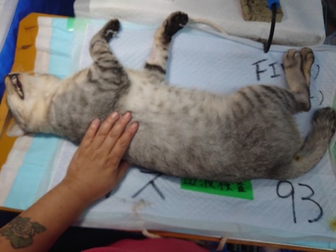 DSC_1297_copy_800x600