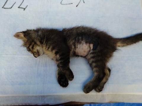 20220722_181129_copy_800x600