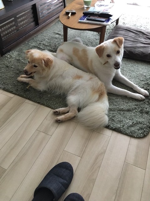 1531947084782-554x739